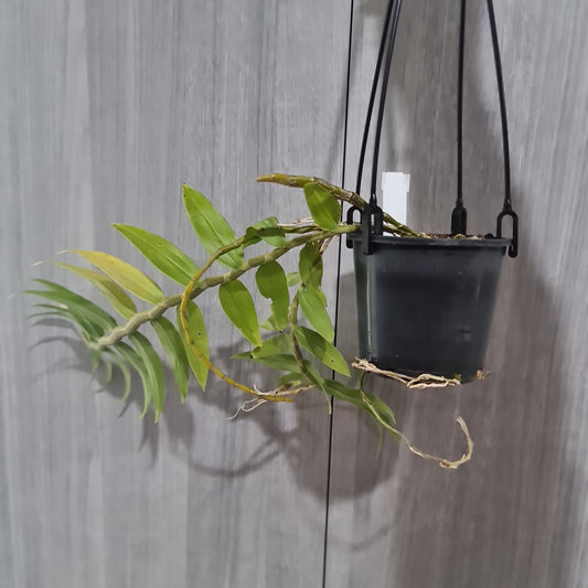 Dendrobium Chrysanthum (Fragrant Species)