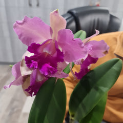 Cattleya Ann- Marie Hudson x Cattleya Penny Kuroda 'Southern Cross (4N)'