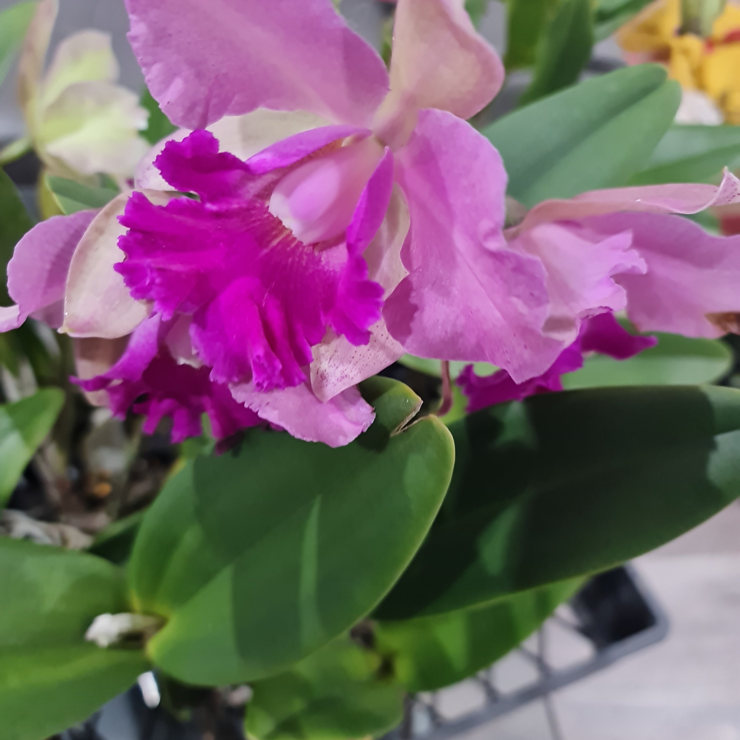 Cattleya Ann- Marie Hudson x Cattleya Penny Kuroda 'Southern Cross (4N)' Secondary image