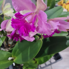 Cattleya Ann- Marie Hudson x Cattleya Penny Kuroda 'Southern Cross (4N)'