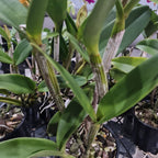 Cattleya Ann- Marie Hudson x Cattleya Penny Kuroda 'Southern Cross (4N)'