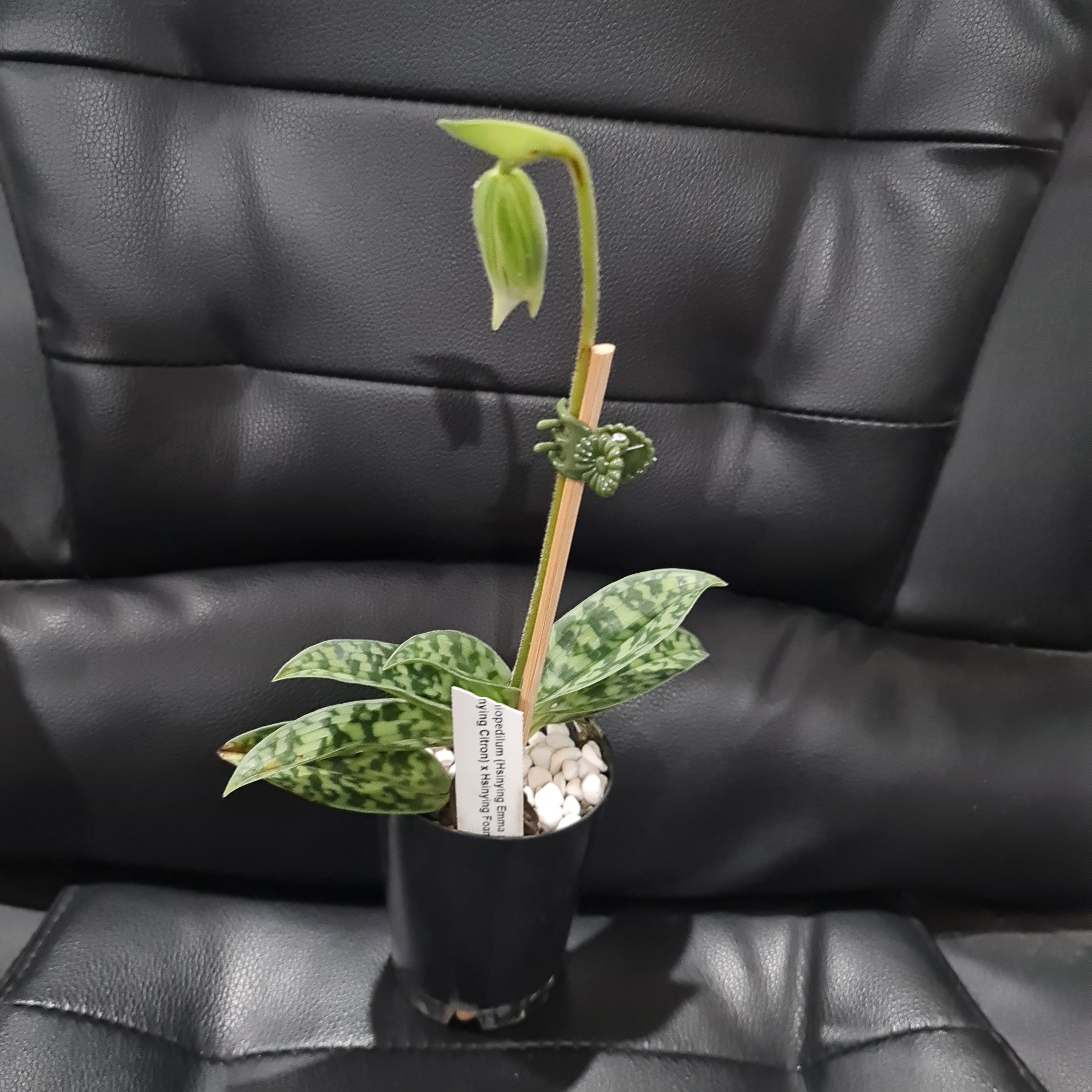 (IN FLOWER BUD) Paphiopedilum (Hsinying Emma x Hsinying Citron) x Hsinying Foam