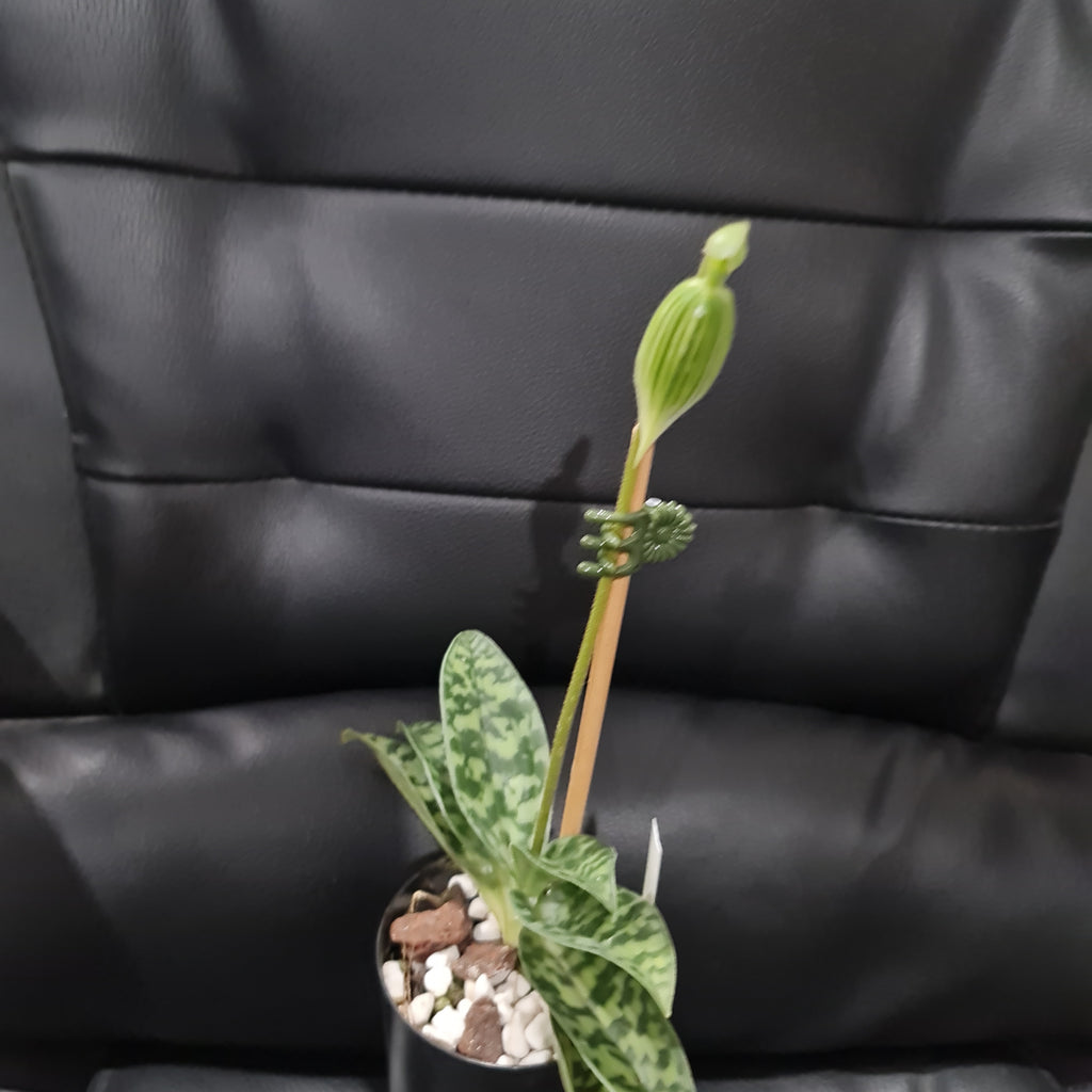 (IN FLOWER BUD) Paphiopedilum (Hsinying Emma x Hsinying Citron) x Hsinying Foam