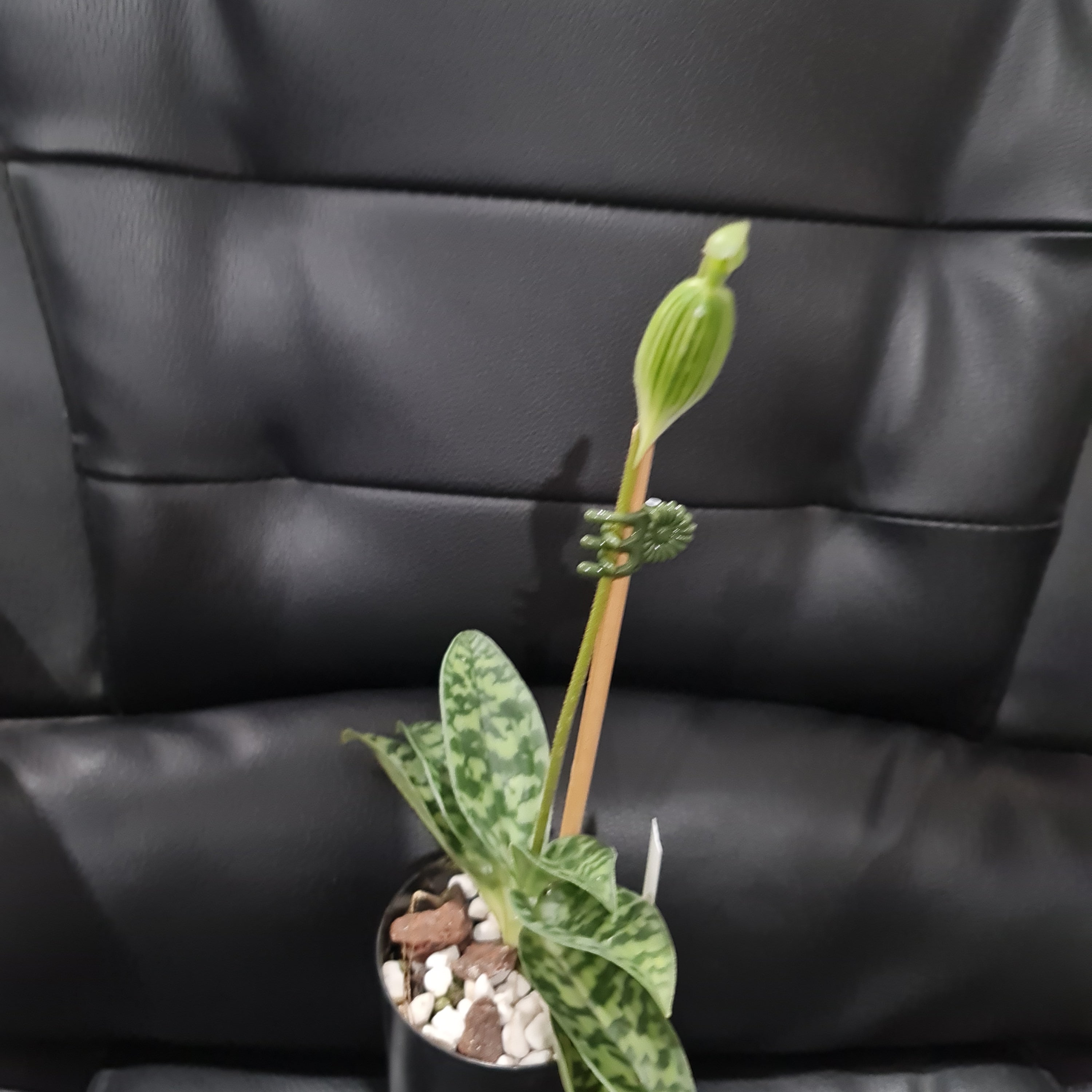 (IN FLOWER BUD) Paphiopedilum (Hsinying Emma x Hsinying Citron) x Hsinying Foam