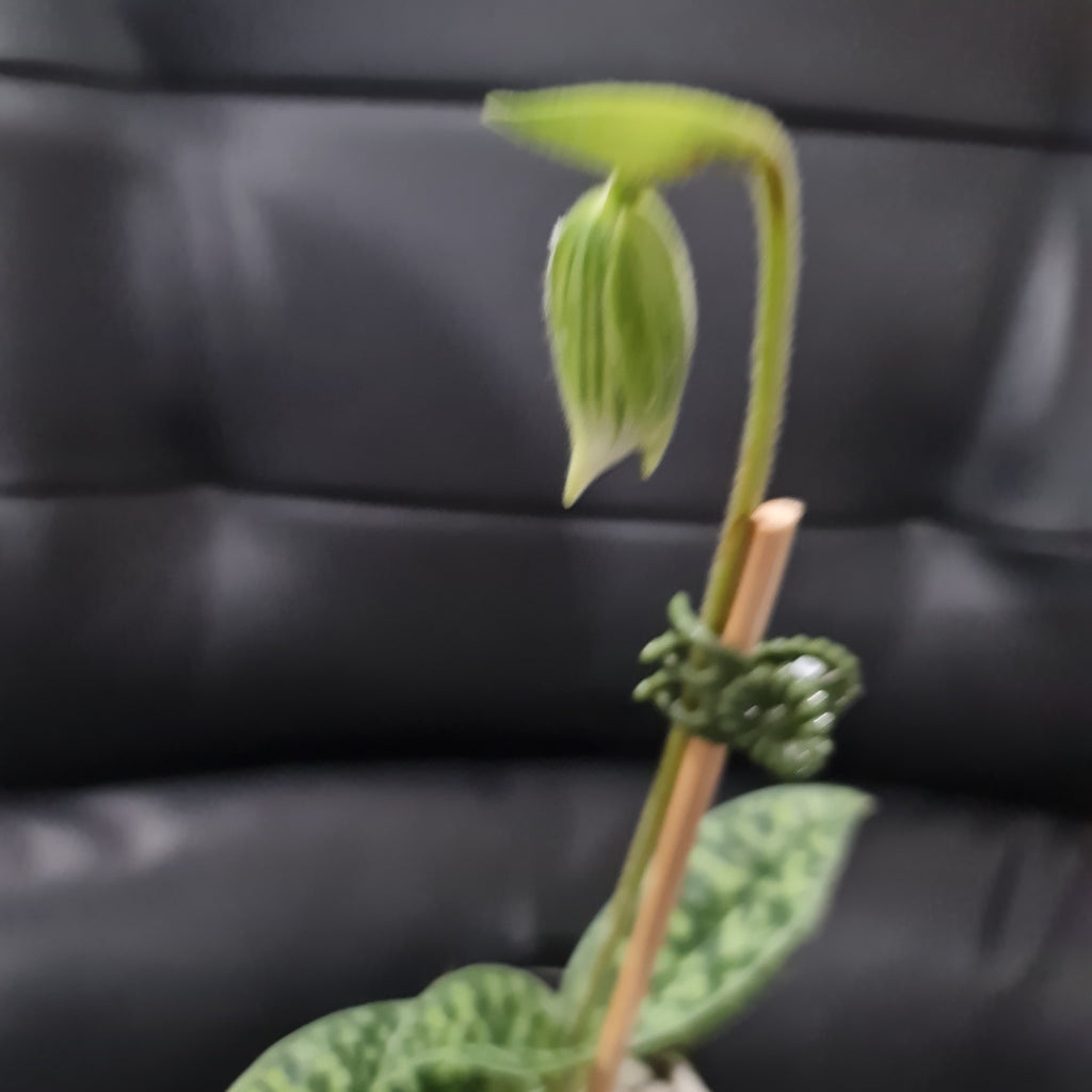 (IN FLOWER BUD) Paphiopedilum (Hsinying Emma x Hsinying Citron) x Hsinying Foam