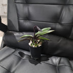 (IN FLOWER BUD) Paphiopedilum Hsinying love X Charlesworthii 'Bordeaux'