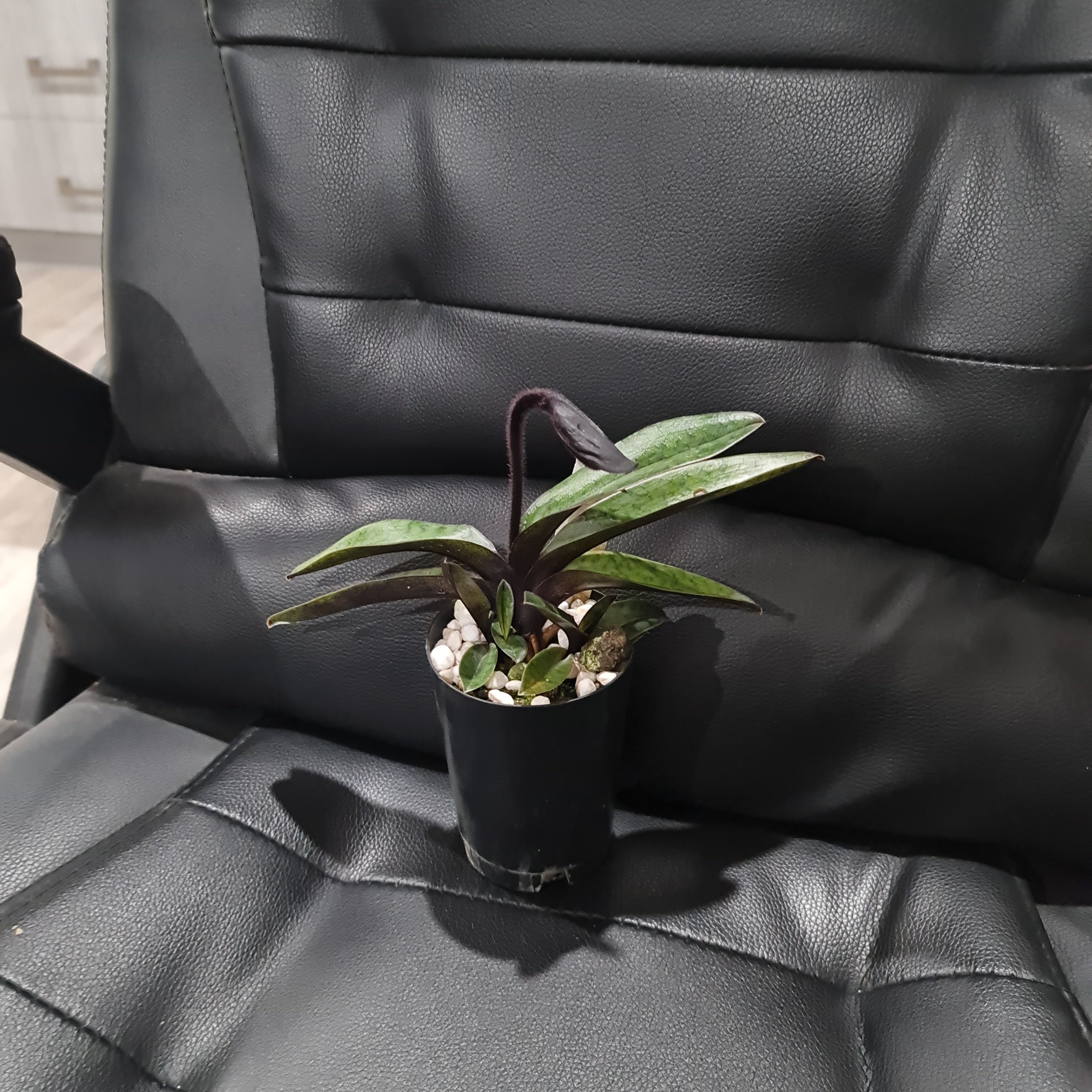 (IN FLOWER BUD) Paphiopedilum Hsinying love X Charlesworthii 'Bordeaux'