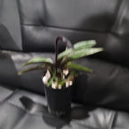 (IN FLOWER BUD) Paphiopedilum Hsinying love X Charlesworthii 'Bordeaux'