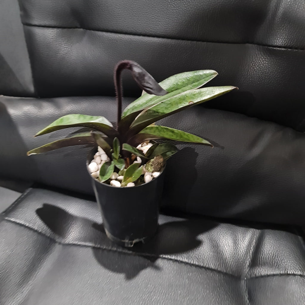 (IN FLOWER BUD) Paphiopedilum Hsinying love X Charlesworthii 'Bordeaux'