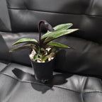 (IN FLOWER BUD) Paphiopedilum Hsinying love X Charlesworthii 'Bordeaux'