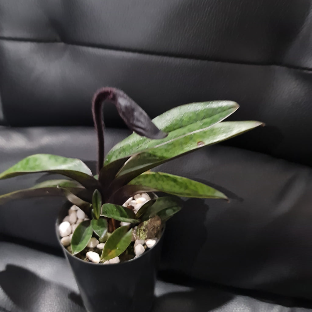 (IN FLOWER BUD) Paphiopedilum Hsinying love X Charlesworthii 'Bordeaux'
