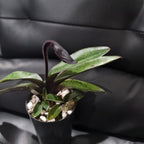 (IN FLOWER BUD) Paphiopedilum Hsinying love X Charlesworthii 'Bordeaux'