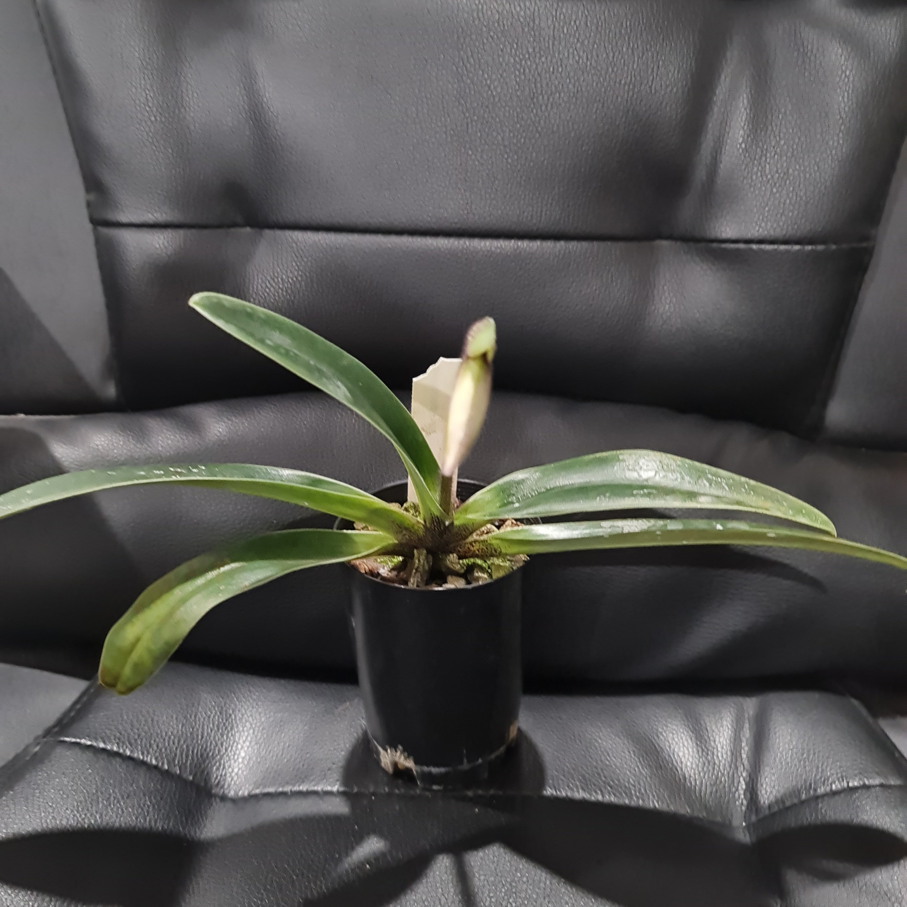 (IN FLOWER BUD)Paphiopedilum villosum Secondary image