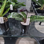 (IN FLOWER BUD)  Paphiopedilum (Hung Sheng Bruno x Hsinying Web) x Venustrum