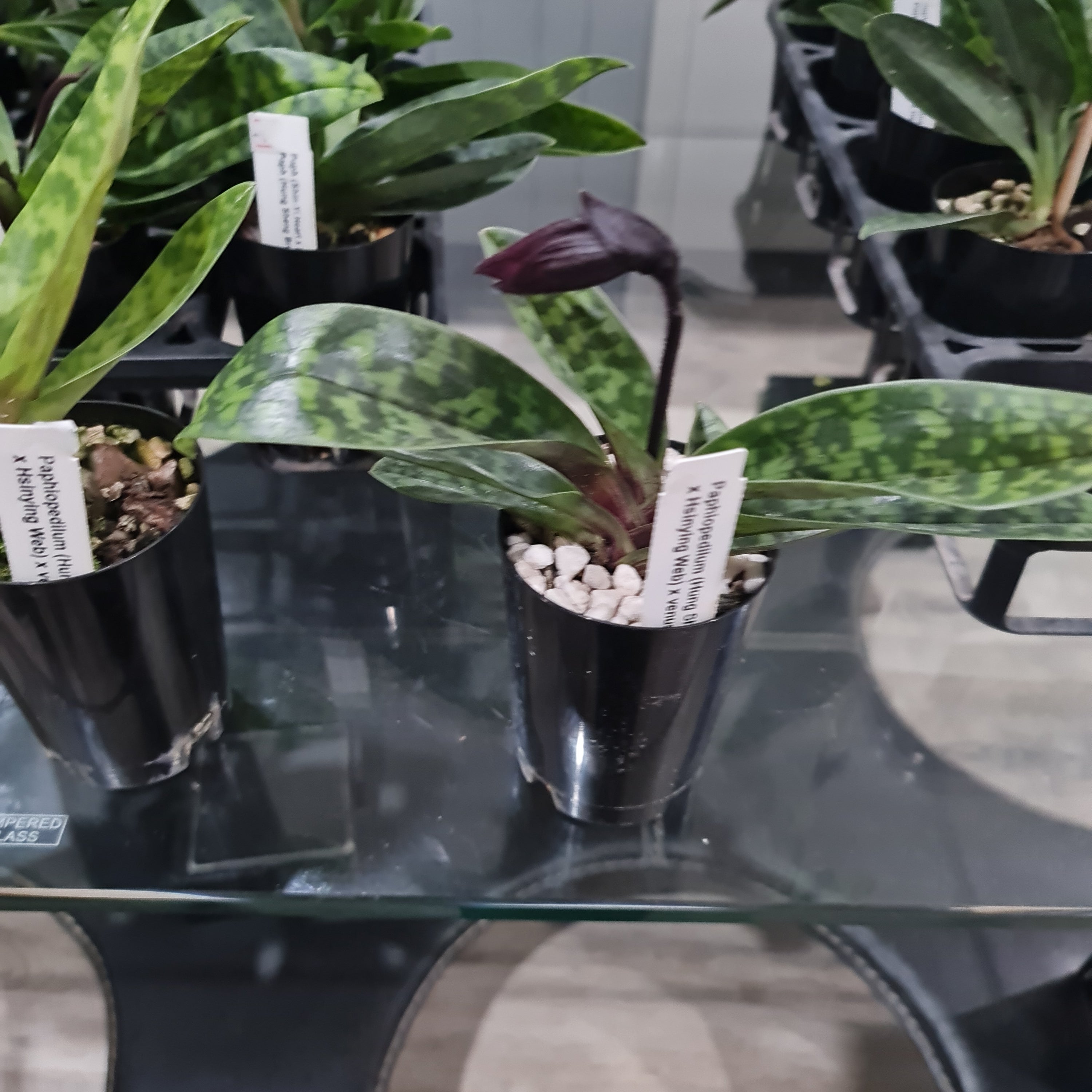 (IN FLOWER BUD)  Paphiopedilum (Hung Sheng Bruno x Hsinying Web) x Venustrum