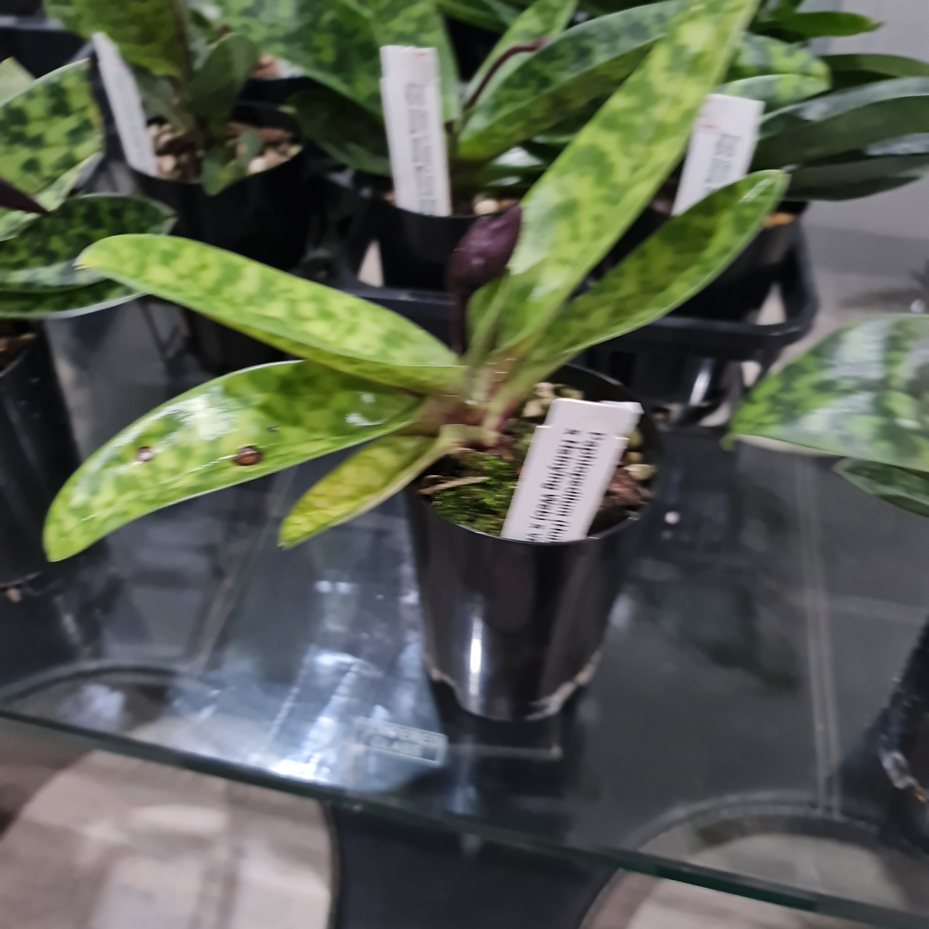 (IN FLOWER BUD)  Paphiopedilum (Hung Sheng Bruno x Hsinying Web) x Venustrum