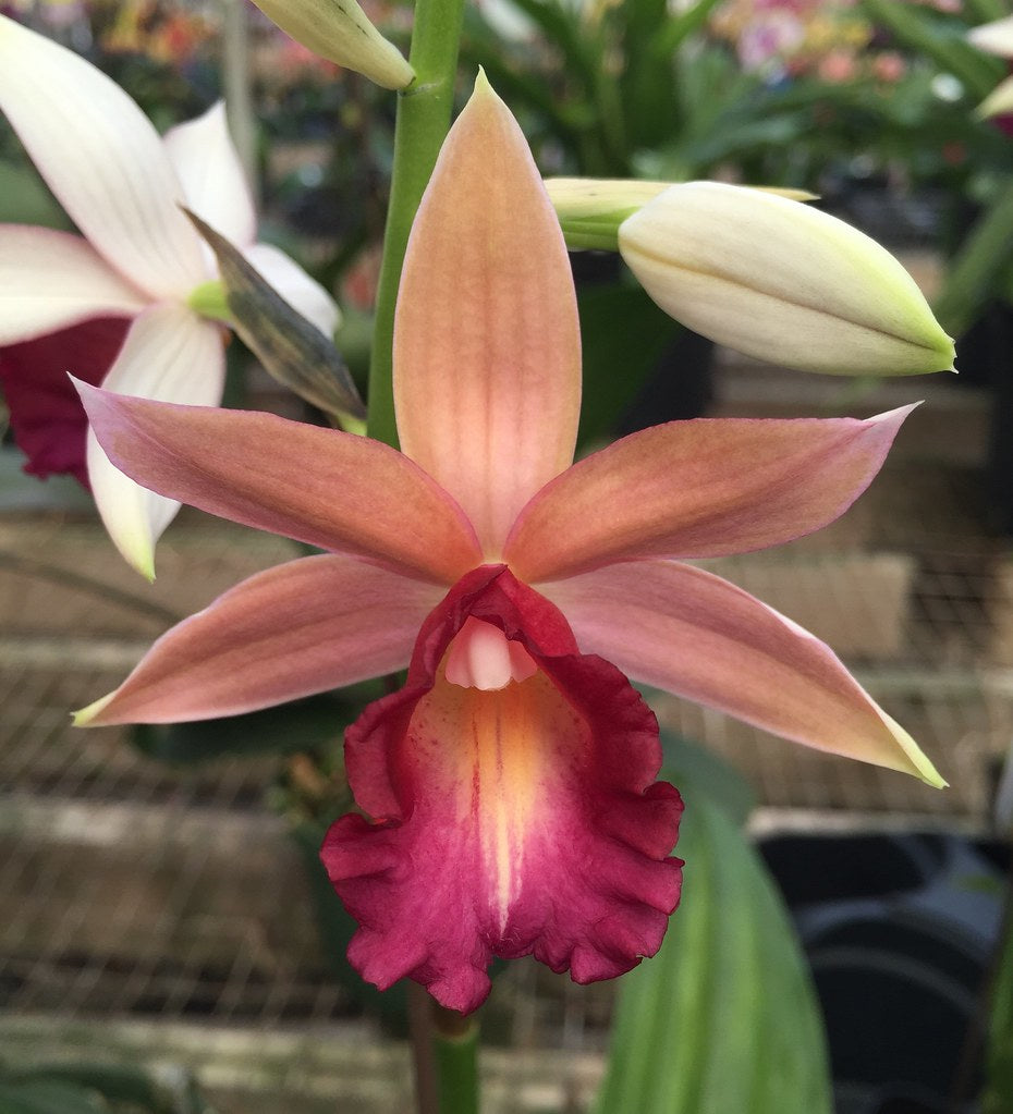 Phaius Lady Ramona Harris ‘Here’s Looking at You’ Main image