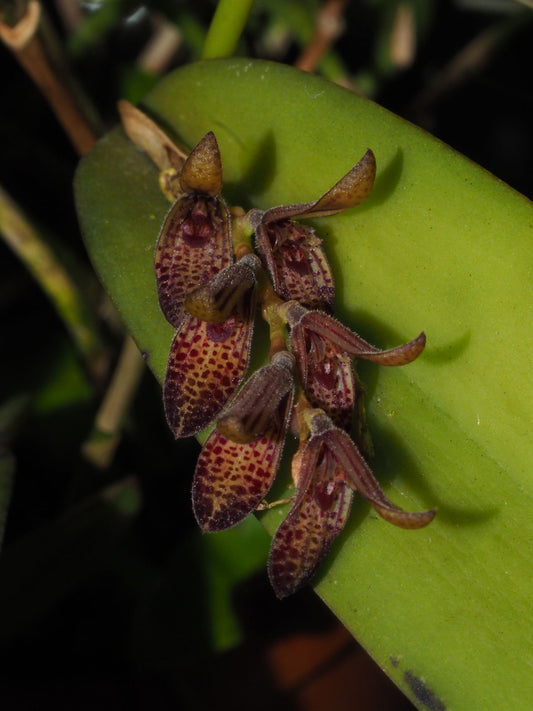 Acianthera pubescens FLASK/TISSUE CULTURE