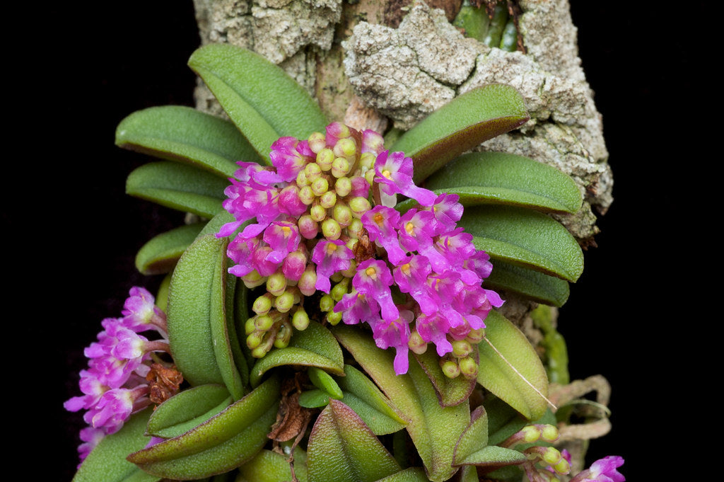 Schoenorchis fragrans (MINI RARE ORCHID SPECIES)