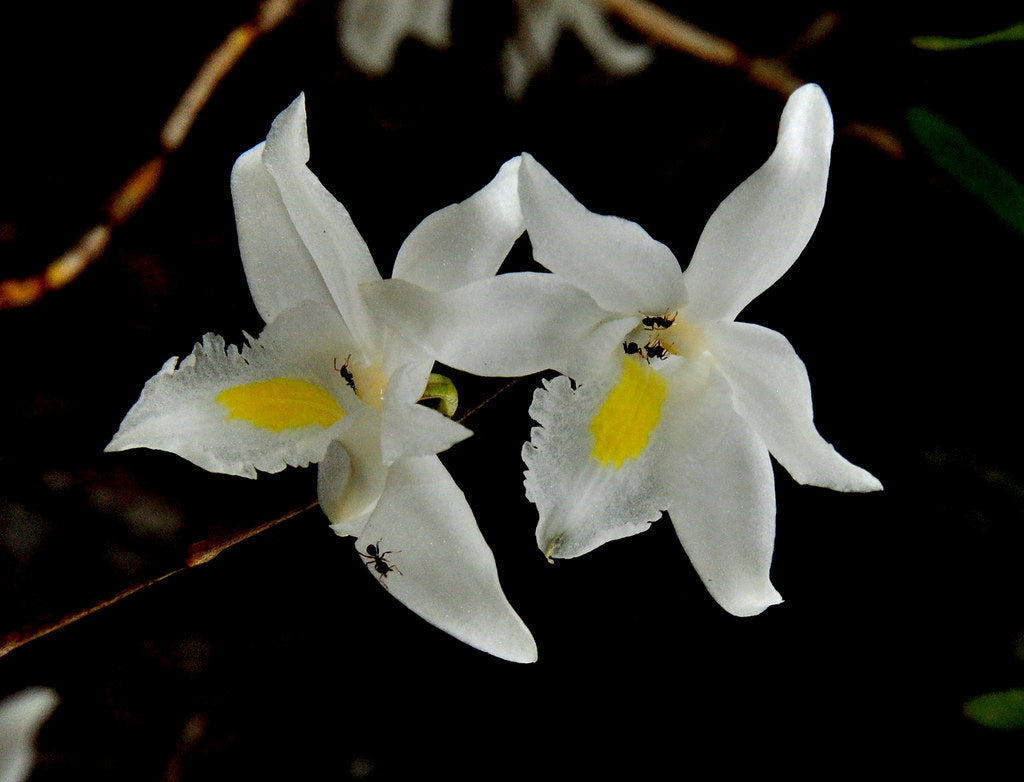 Dendrobium crumenatum (Fragrant Species - Pigeon Orchid) Main image
