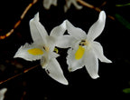 Dendrobium crumenatum (Fragrant Species - Pigeon Orchid)
