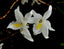 Dendrobium crumenatum (Fragrant Species - Pigeon Orchid)