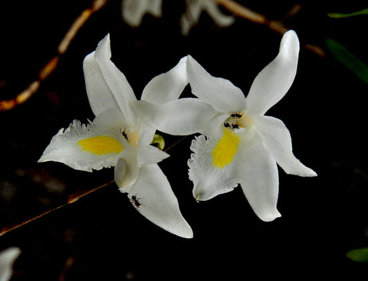 Dendrobium crumenatum (Fragrant Species - Pigeon Orchid)