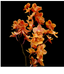 RARE Vandaenopsis Jiaho's Orange