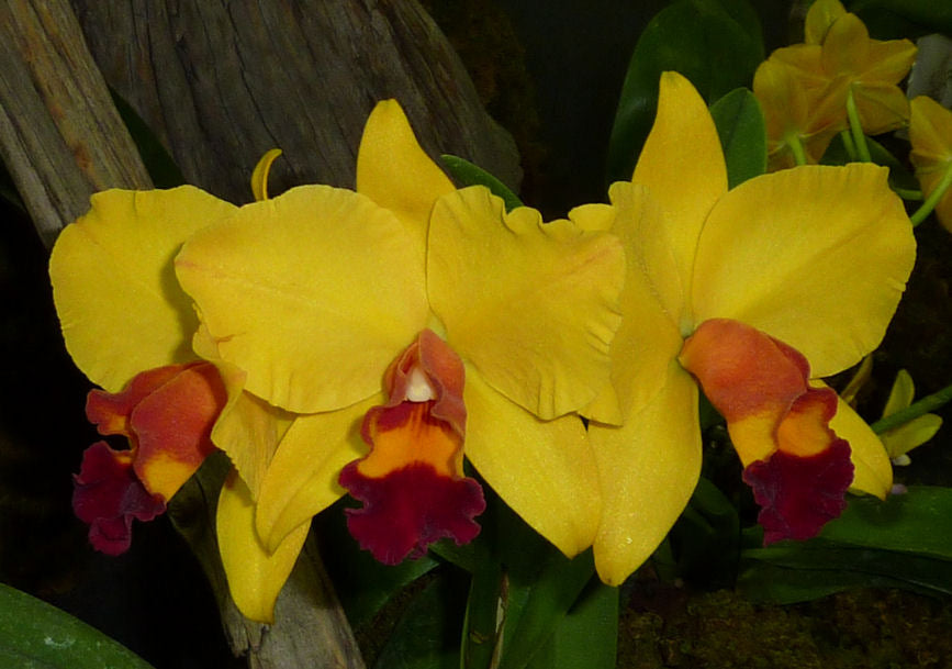 Rlc. Taiwan Chief Bell 'Wish' Main image