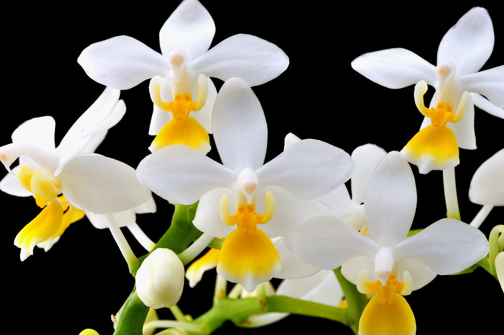 Phal. equestris var. aurea (RARE MINI SPECIES) Main image