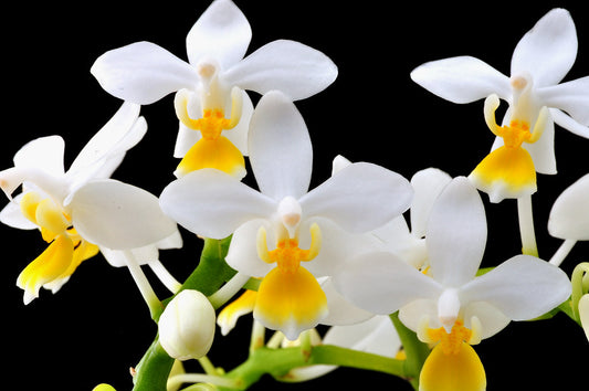 Phal. equestris var. aurea (RARE MINI SPECIES)