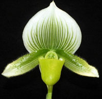 Paph. Hsinying Lime X Hsinying Citron Chin Hua Giant X Hsinying Dragon 'Double Trouble' Main image