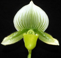 Paph. Hsinying Lime X Hsinying Citron Chin Hua Giant X Hsinying Dragon 'Double Trouble'