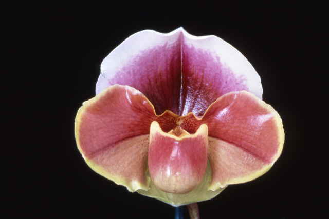 Paph Amanda 'Joyance' HCC/AOS x Paph (Hamana Heaven x Pandemonium) 'Explosive'