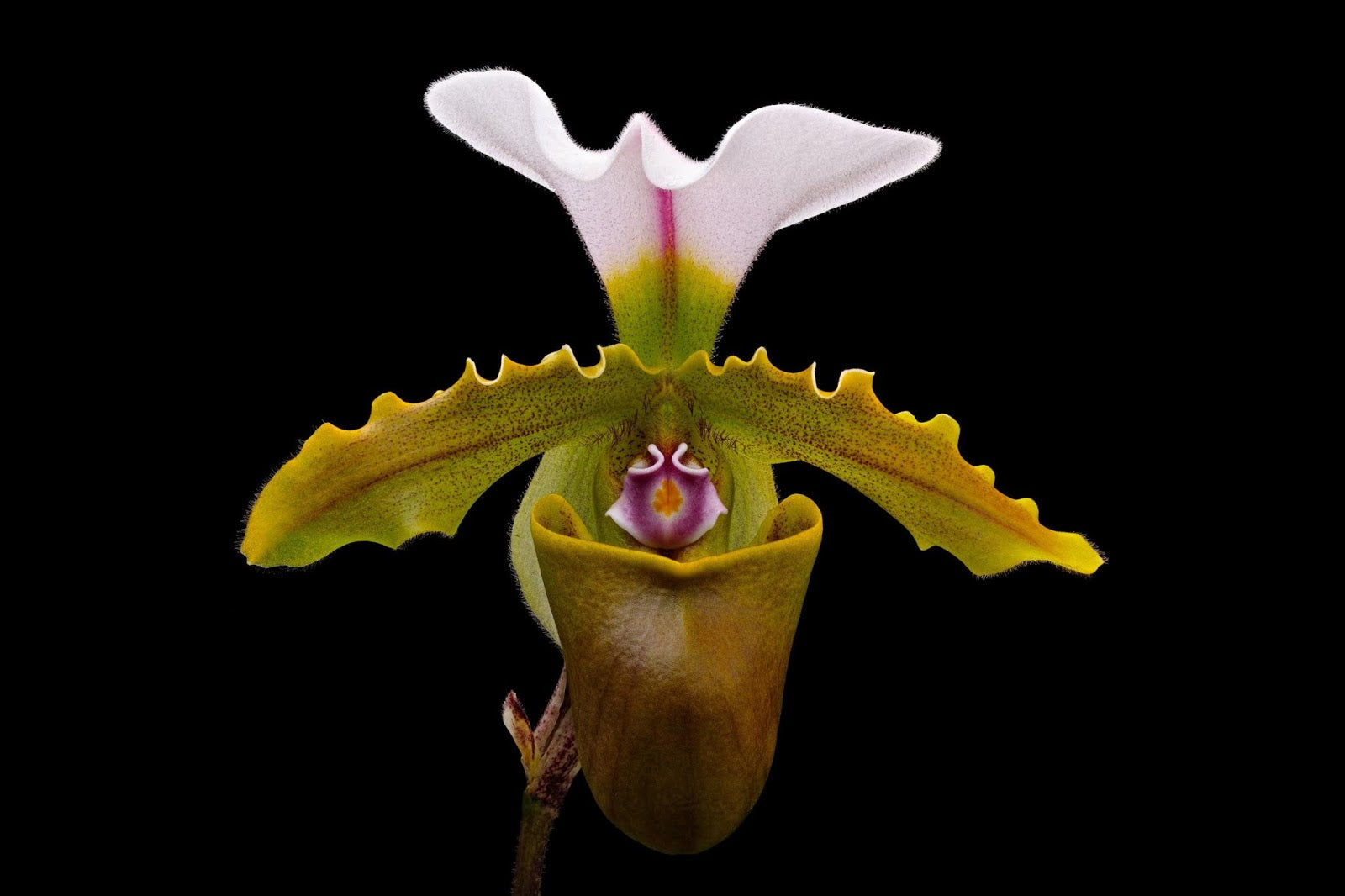 Paph. spiecerianum x Yi Ying Golden Slipper (Mature Healthy Size) Main image
