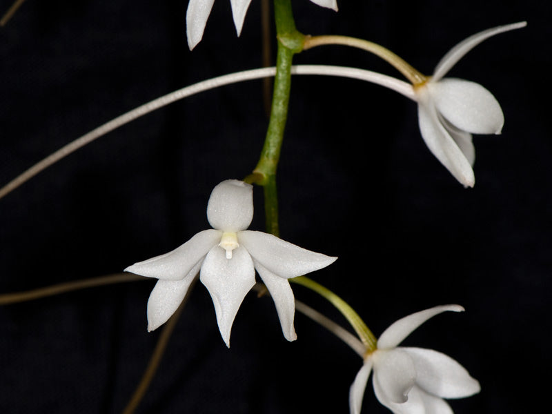 Species Angraecum Articulatum (Fragrant)