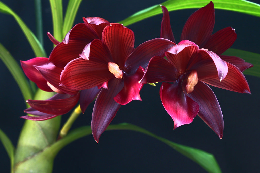 Cycnodes Wine Delight (Fragrant)