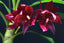 Cycnodes Wine Delight (Fragrant)