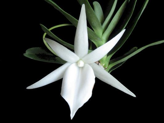 Angraecum didieri FLASK 25+ PLANTS (SPECIES)