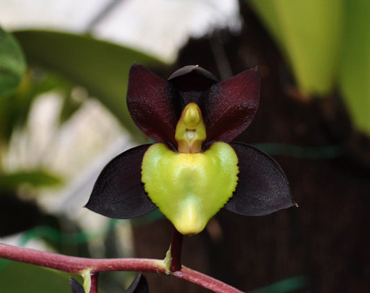 TOP - Catasetum tenobrosum (Species)