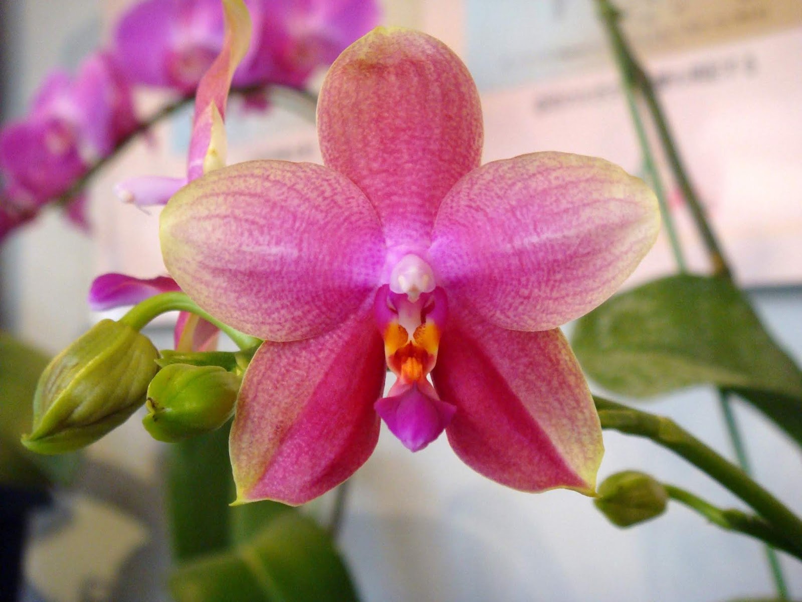 Phalaenopsis Sweet Memory (deventeriana × violacea) FRAGRANT! Main image
