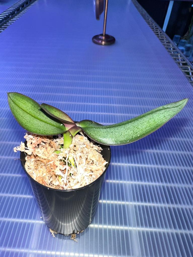 TOP - Phalaenopsis stuartiana yellow x sib (Species) Secondary image