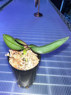 TOP - Phalaenopsis stuartiana yellow x sib (Species)