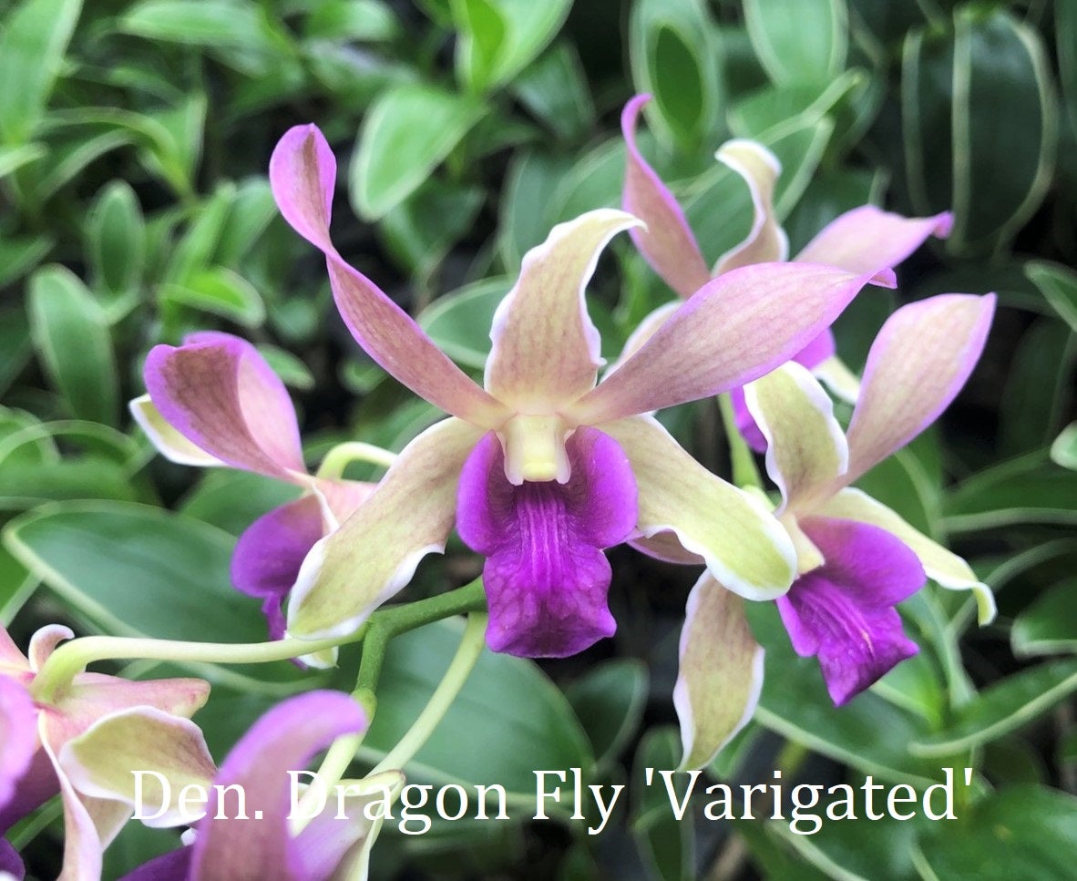 TOP Flask - Dendrobium 'Dragon Fly' Variegated