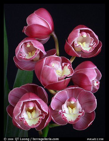 Cymbidium Lucky Gloria Fumunokami Main image
