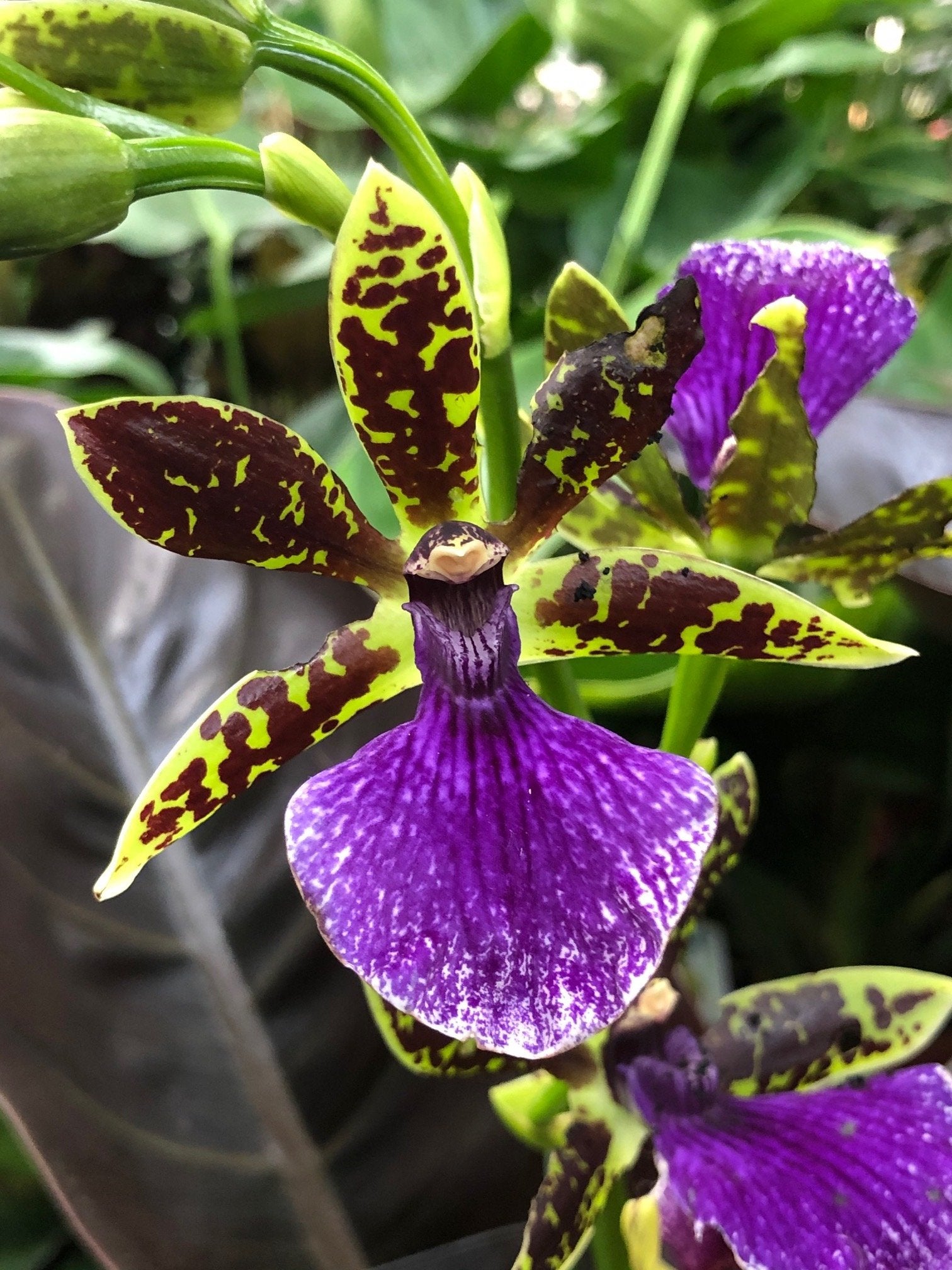 TOP - Zygopetalum Maculatum 'Trozy Blue' ( Highly Fragrant )