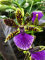 TOP - Zygopetalum Maculatum 'Trozy Blue' ( Highly Fragrant )