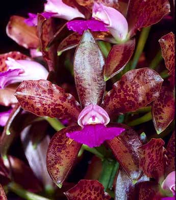 Cattleya Hawaiian Passion X Catt. guttata var. leopoldii X Catt. tigrina (Burleigh Dark)
