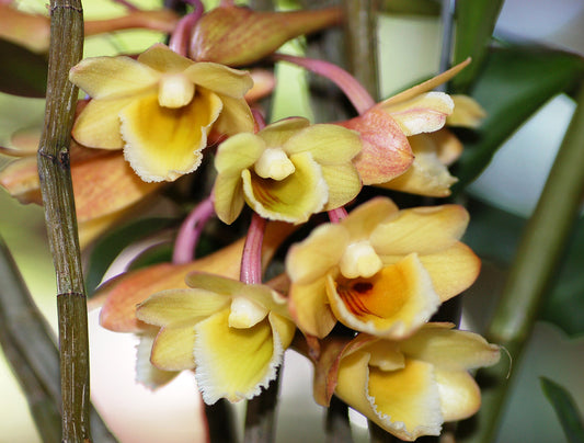 Species DENDROBIUM LAMPONGENSE
