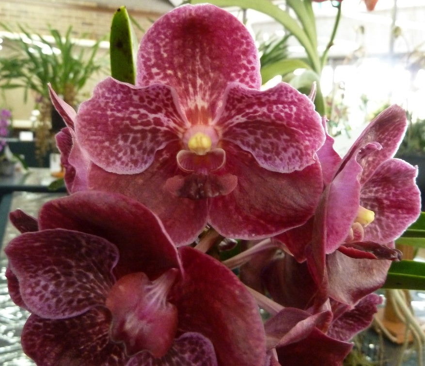 V.(Dr.Anek x Fuch's Gold) Main image